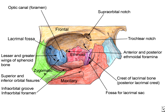 orbital bone