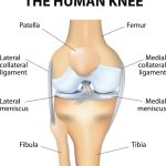 The Intricacies: the Different Parts of the Knee parts of the knee