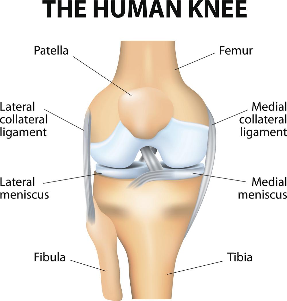 parts of the knee
