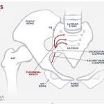 Pudendal Neuralgia: Unraveling Causes, Symptoms, and Treatment pudendal neuralgia