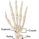 The Mighty Scaphoid Bone: Unraveling Its Role in Wrist Stability and Function scaphoid bone