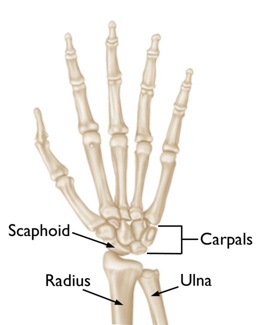 scaphoid bone