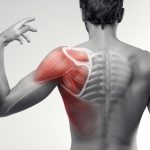 The Art of Expression: Mastering the Shoulder Shrug and Its Multifaceted Communication Man view from back. Blades, shoulder and trapezoid illustration.