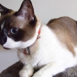 Discovering the Enchanting Elegance of the Snowshoe Cat Breed snowshoe cat