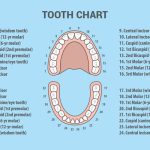 Demystifying Teeth Numbers: A Comprehensive Guide to Dental Numbering Systems teeth numbers