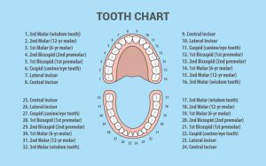 Teeth Numbers: A Guide to Dental Numbering Systems