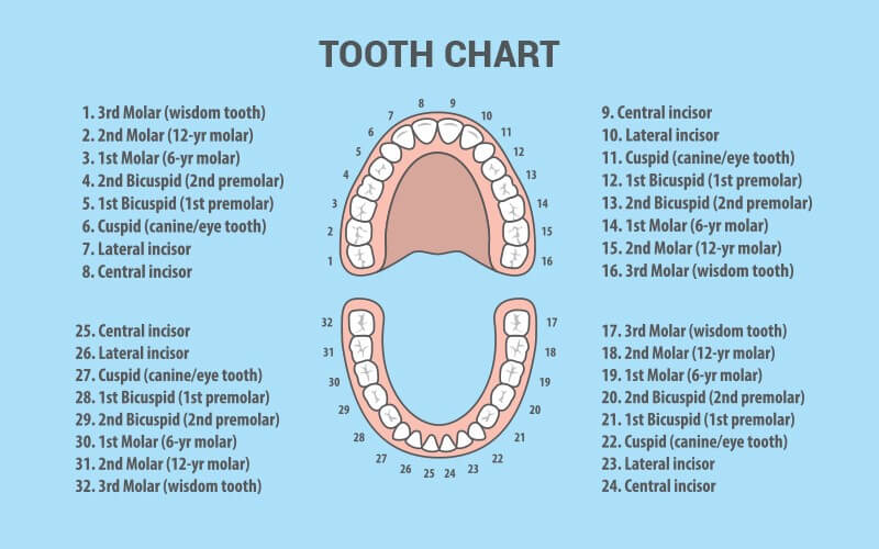 teeth numbers