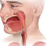Tonsil Cancer: Causes, Symptoms, Treatment, and Prognosis Explained tonsil cancer