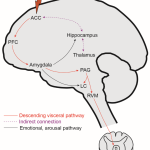 Diving Deep into Visceral Pain: Causes, Symptoms, and Relief visceral pain