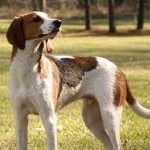 Walker Dog: Your Canine Companion’s Perfect Exercise Partner for a Healthier Lifestyle walker dog