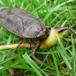 Exploring the Fascinating World of Water Bugs: Types, Habits, and More water bug