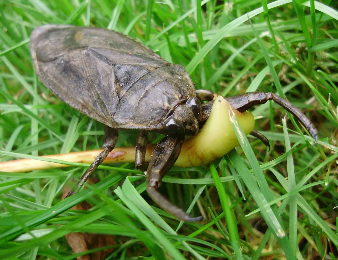 water bug