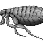 Demystifying Fleas: A Close Look at What Do Fleas Look Like what do fleas look like