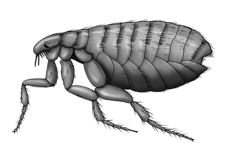 Demystifying Fleas: A Close Look at What Do Fleas Look Like