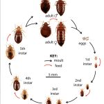 Demystifying Bed Bug Appearance: What Does a Bed Bug Look Like? what does a bed bug look like