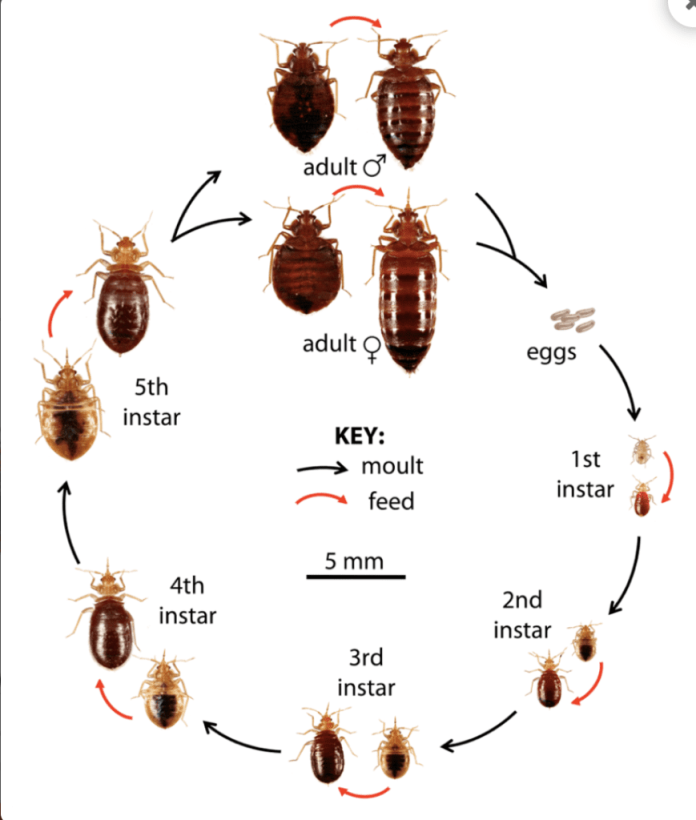 Bed Bug Appearance: What Does a Bed Bug Look Like?