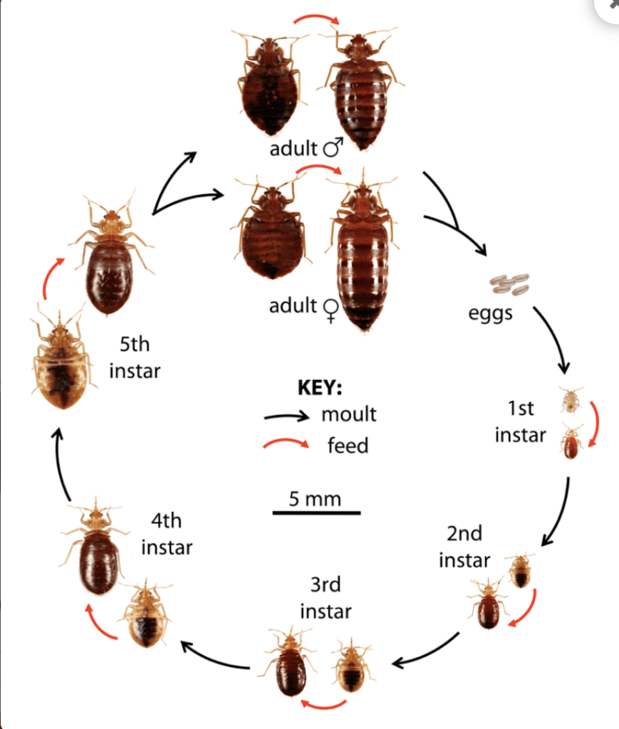 what does a bed bug look like