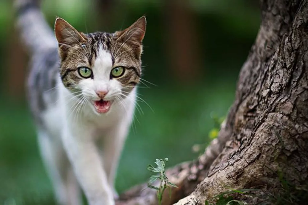 Decoding Cat Language: Why Is My Cat Meowing So Much?