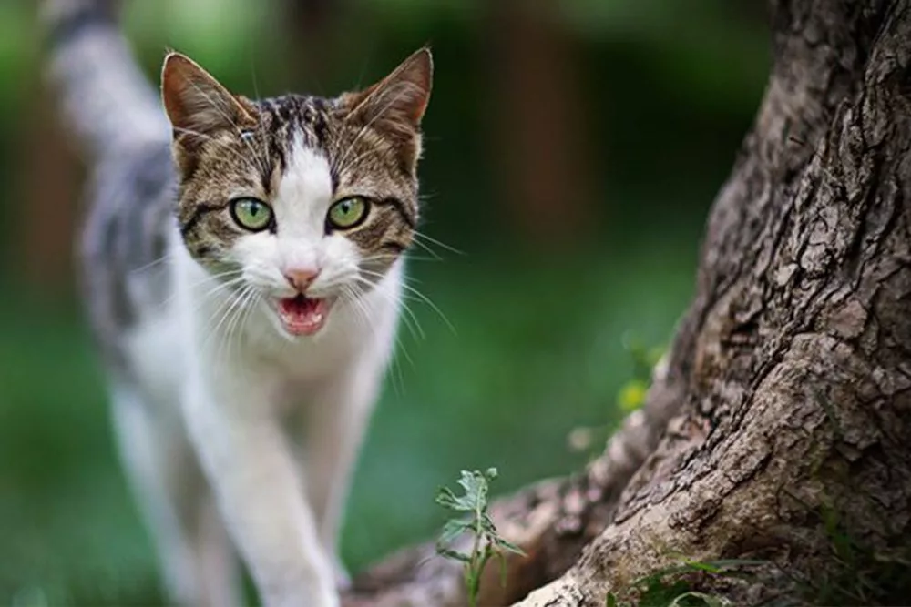 Decoding Cat Language Why Is My Cat Meowing So Much 