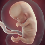 Capturing the Miracle: Exploring the Wonders of the 11 Week Ultrasound 11 week ultrasound