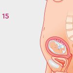 Navigating Pregnancy Your Guide to 15 Weeks Pregnant 15 weeks pregnant