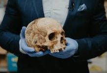 Human Skull Discovery Shocks Arizona’s Goodwill Store Arizona Police Respond After Human Skull Found In Donation Box
