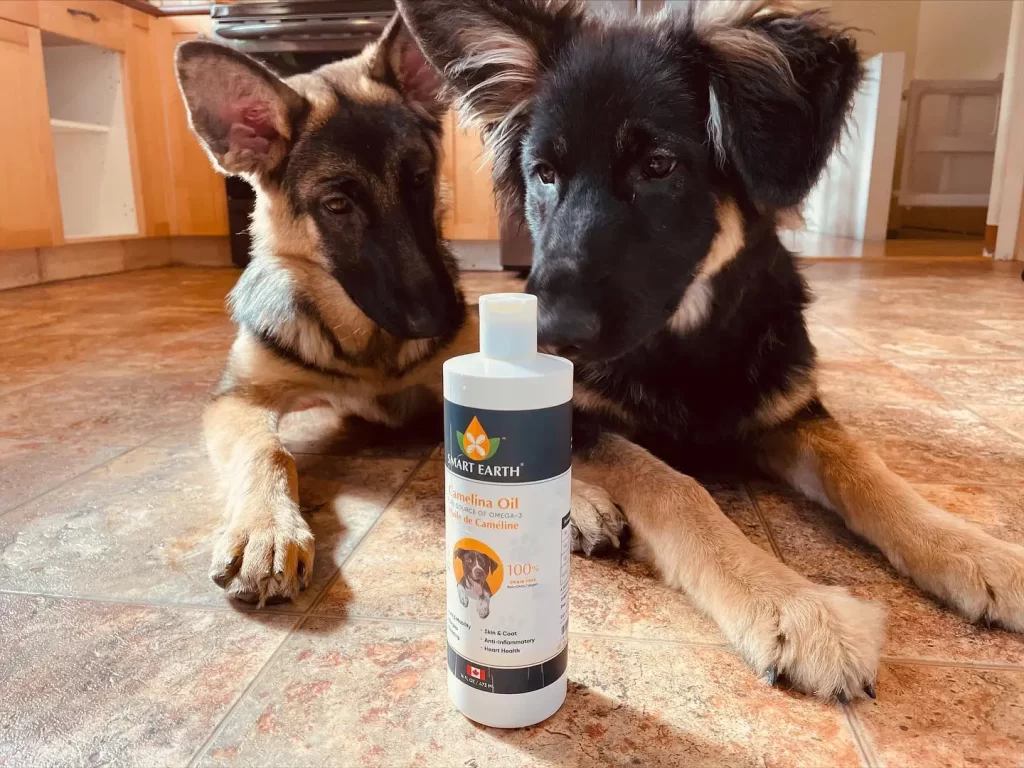 Camelina Oil for Dogs