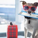 Can I Buy My Dog a Seat on an Airplane? A Complete Guide for Pet-Friendly Travel Can You Buy Your Dog a Seat on an Airplane