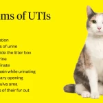 Home Remedies for Treating Cat UTI: Effective and Natural Solutions Cat UTI