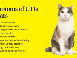 Cat UTI
