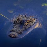 China’s Flood Crisis: Escape of Dozens of Crocodiles China’s Flood Crisis Dozens Of Crocodiles Escape Enclosure