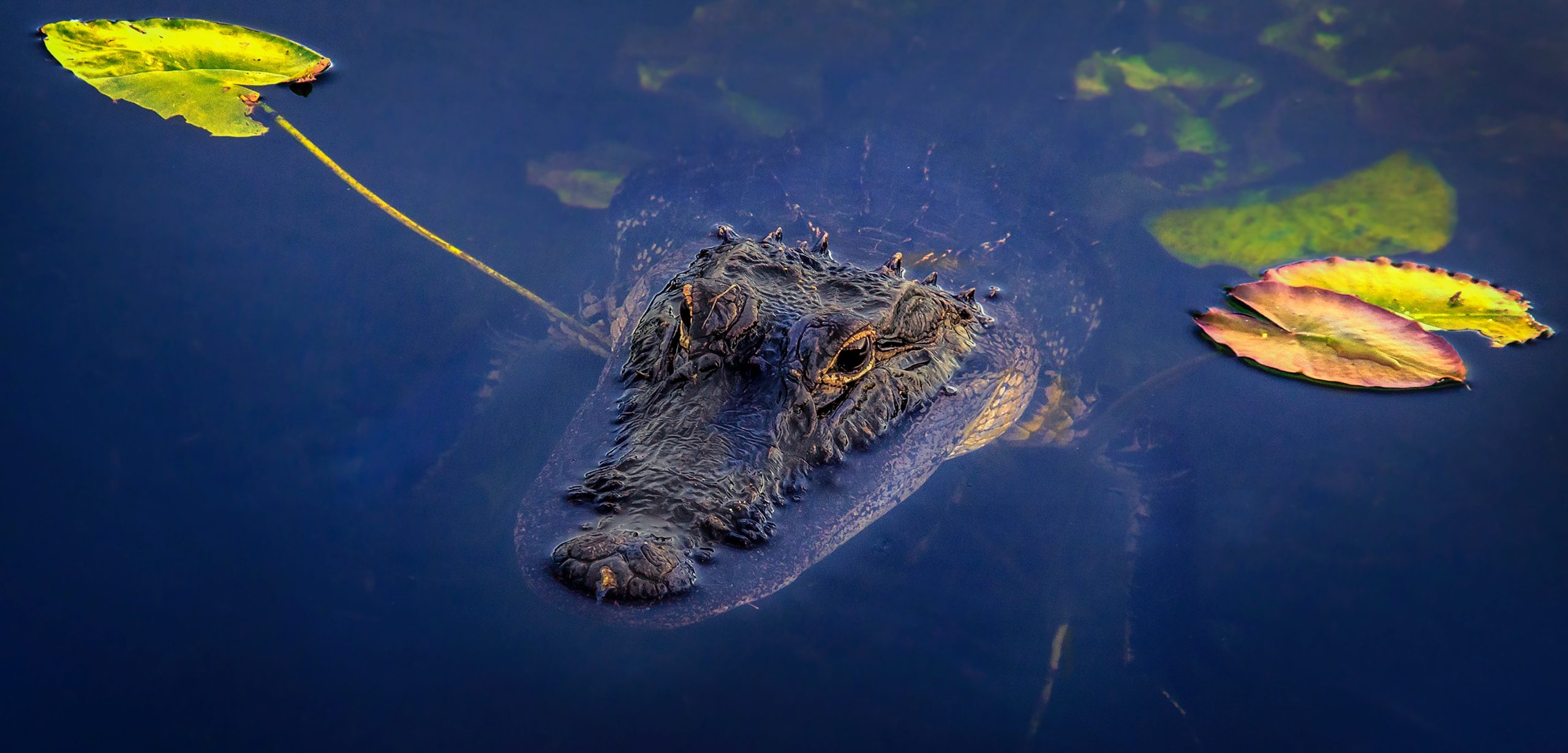 China’s Flood Crisis Dozens Of Crocodiles Escape Enclosure