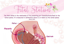 Fetus-2 Station: A Revolutionary Advancement in Prenatal Care Fetus-2 Station