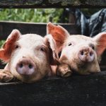 Humanized Kidneys Successfully Grown in Pigs: A Breakthrough in Organ Research Humanized Kidneys Successfully Grown Inside Pigs