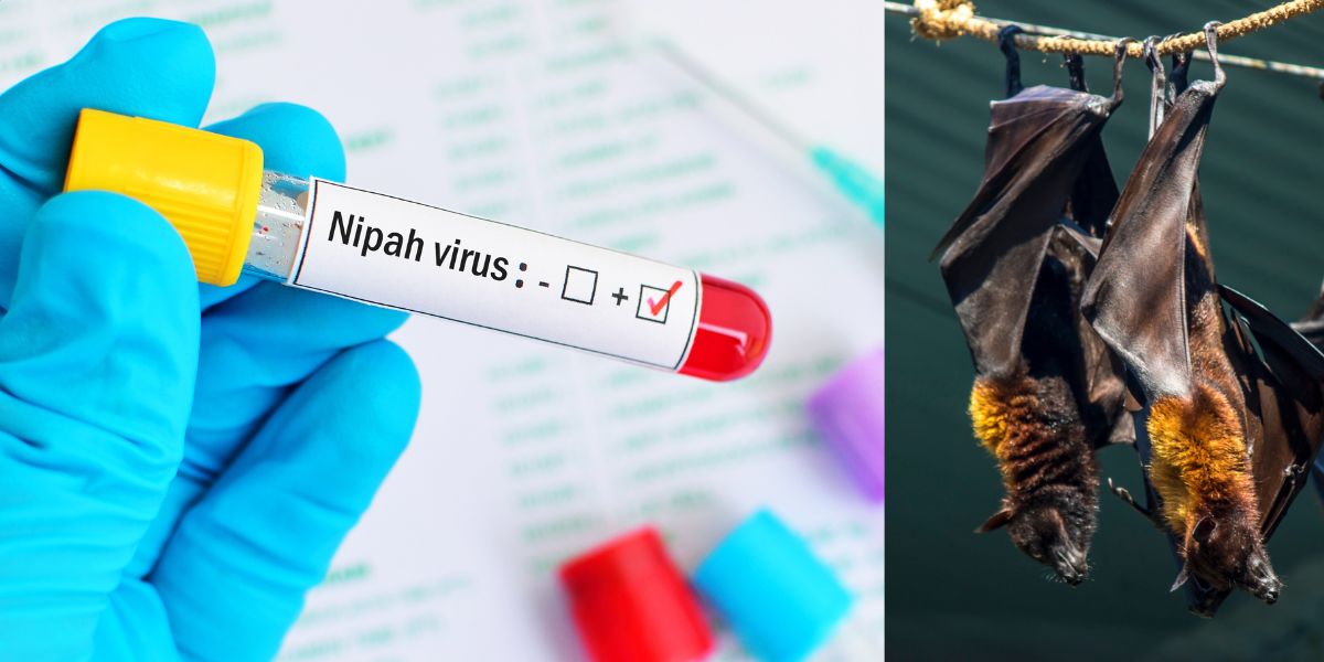 Kerala On High Alert Following Nipah Virus Deaths