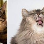 Why Is My Cat Sneezing?The Mystery Behind Feline Sneezes Why Is My Cat Sneezing