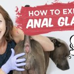 Demystifying Anal Gland Expression What You Need to Know anal gland expression