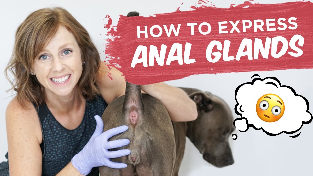 anal gland expression