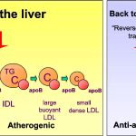 The Mysteries of Apolipoprotein B Comprehensive Guide apolipoprotein b
