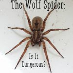 Are Wolf Spiders Poisonous?The Facts and Myths are wolf spiders poisonous