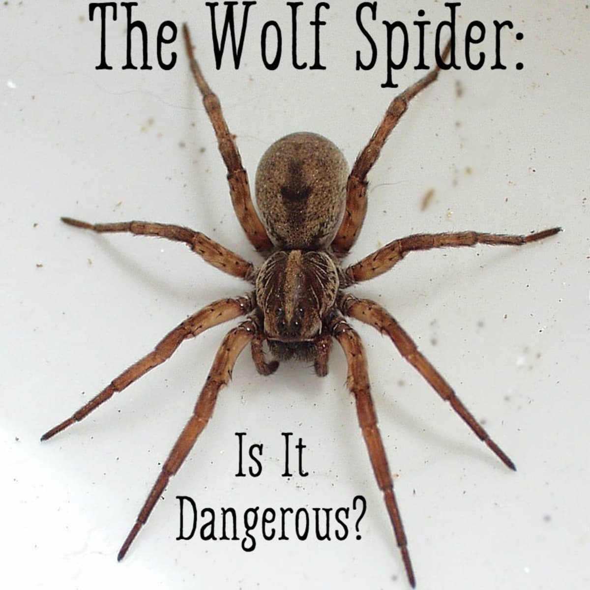 are wolf spiders poisonous