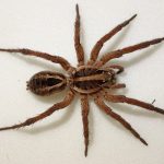 Are Wolf Spiders Poisonous? A Closer Look at Their Venomous Reputation are wolf spiders poisonous