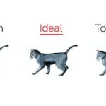 The Mystery Average Cat Weight and Its Significance average cat weight