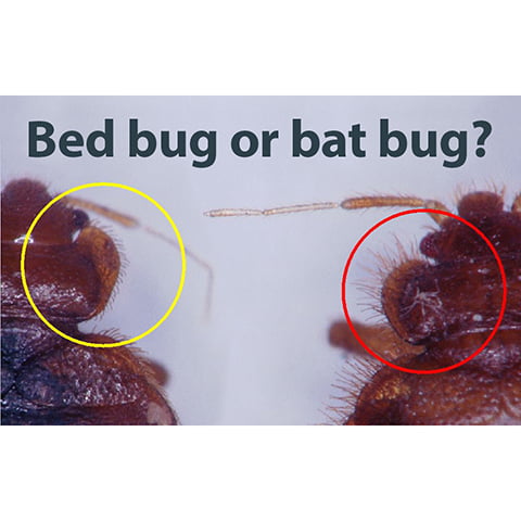 bat bugs