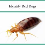 Demystifying Bed Bugs: What Do Bed Bugs Look Like? bed bugs look like