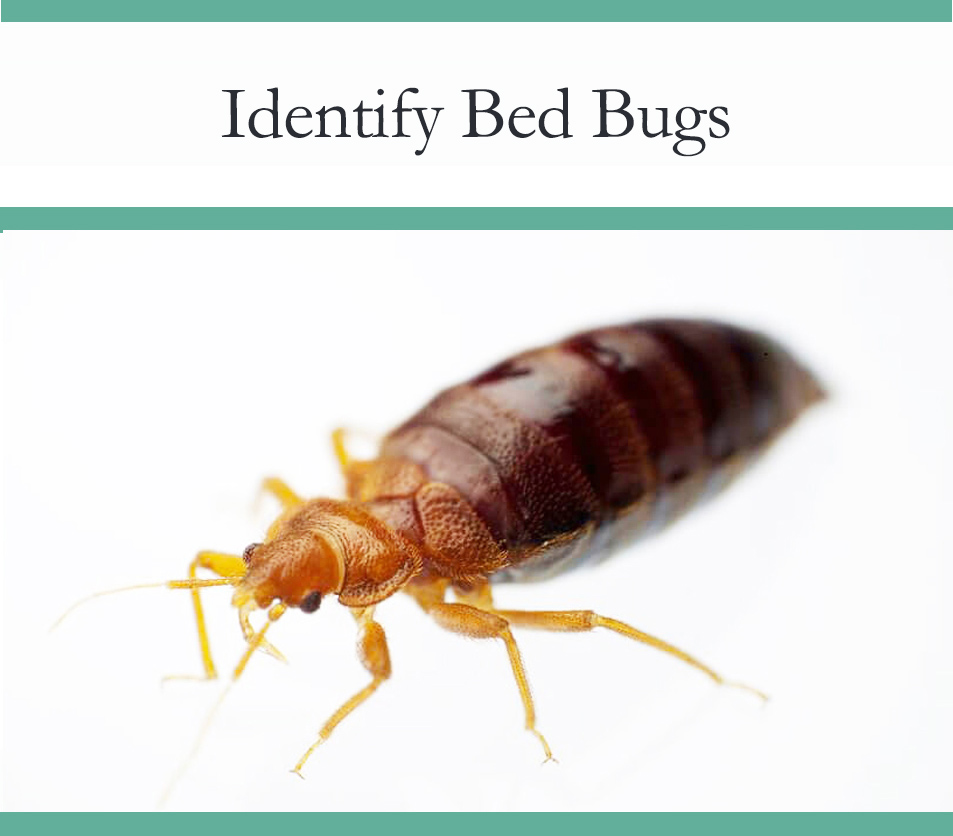bed bugs look like