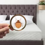 Battling Bed Bugs: How to Safeguard Your Mattress bed bugs mattress