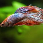 The Secrets of Betta Fish Life Span betta fish life span
