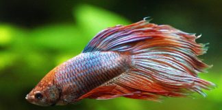 betta fish life span