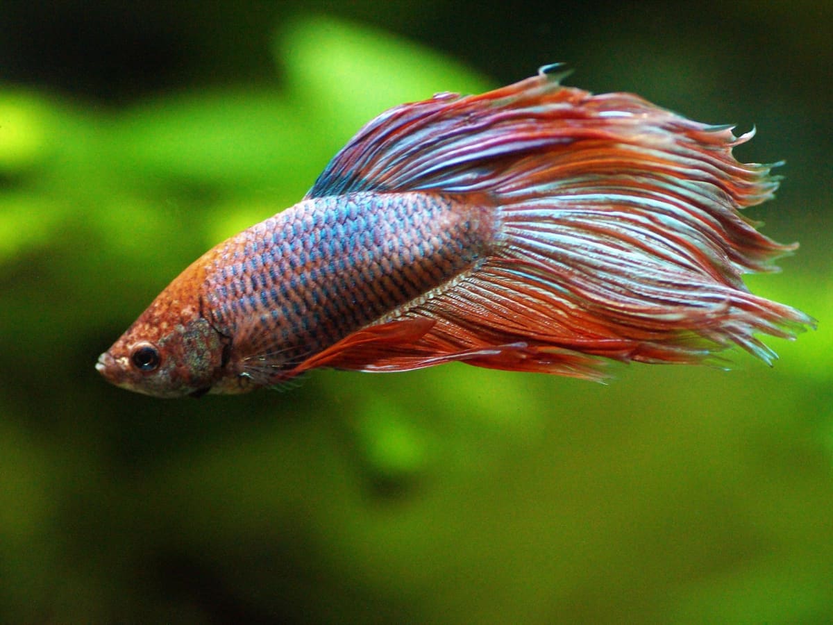 betta fish life span